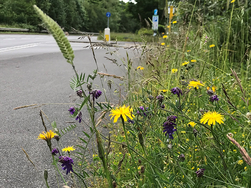 Wildflowers in a grass verge